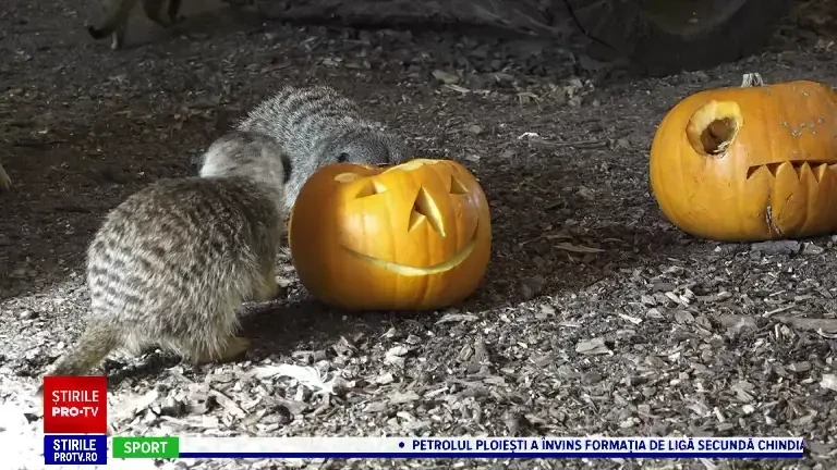 A fost Halloween și pentru animalele de la zoo din Tg. Mureș. Cum au reacționat leii când au primi dovleci sculptați