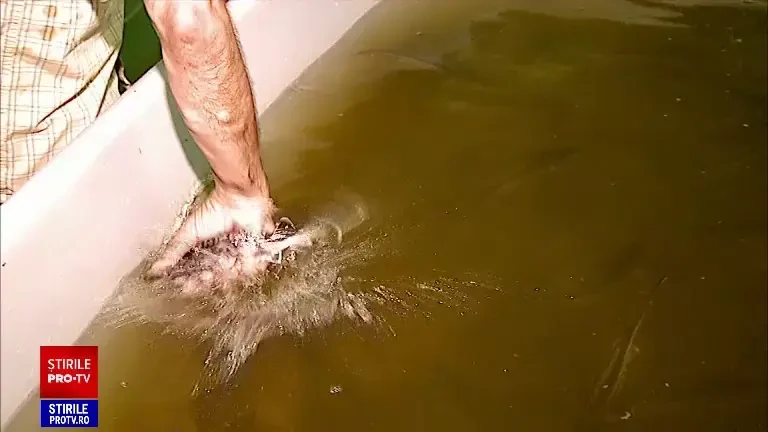 Robert Răduță, omul de afaceri care și-a asumat repopularea Dunării cu sturioni, a fost condamnat la 3 ani de închisoare