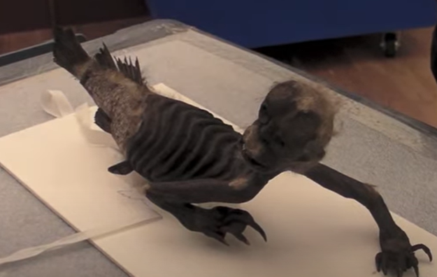 Misterul „mumiei sirenă”, adorată de japonezi. Ce au descoperit oamenii de știință