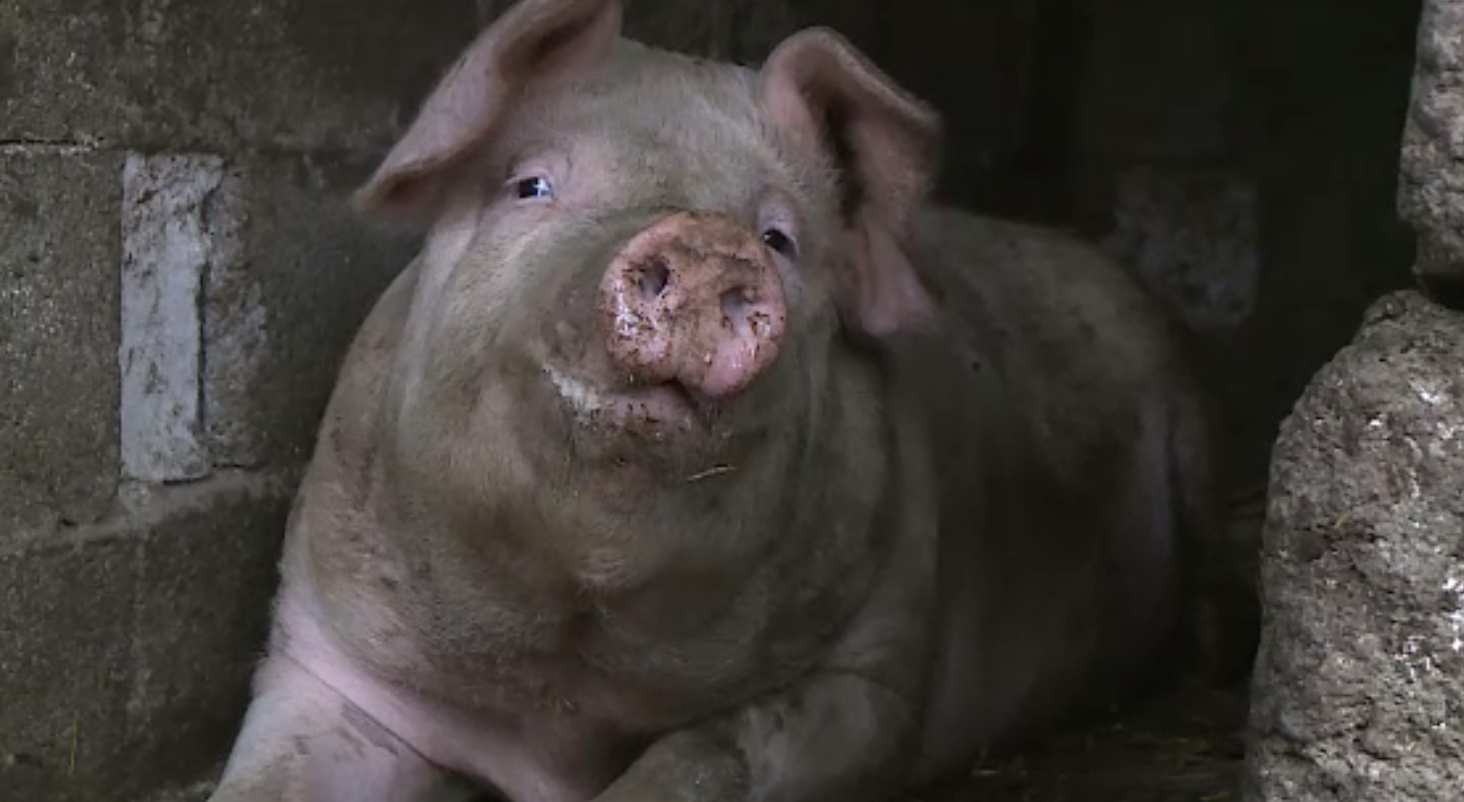 Apare „încălțămintea de coteț”. Noile reguli pentru creșterea porcilor în gospodărie