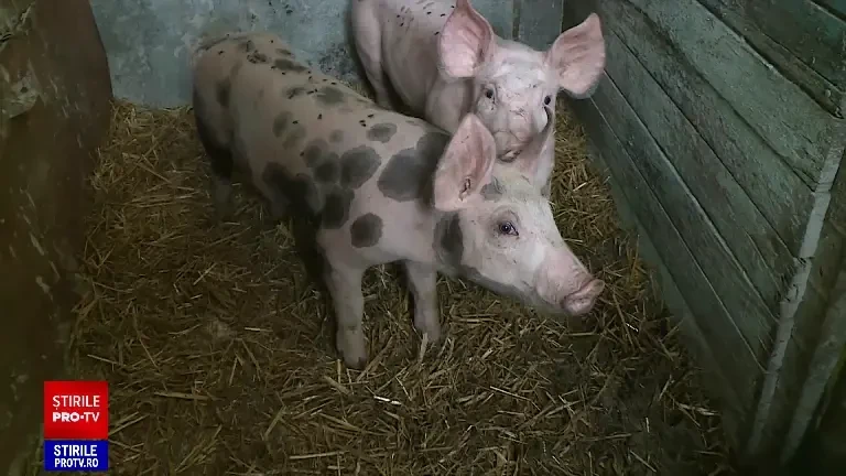 Apare „încălțămintea de coteț”. Noile reguli pentru creșterea porcilor în gospodărie