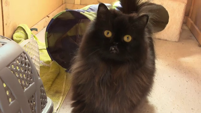 De ce nu este recomandată mâncarea gătită în casă pentru animalele de companie. Sfaturile medicilor veterinari