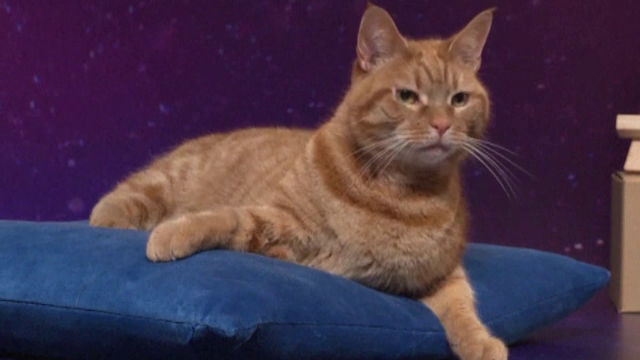 Producție Marvel cu vedete feline. Goose revine în atenția spectatorilor români începând cu 8 noiembrie