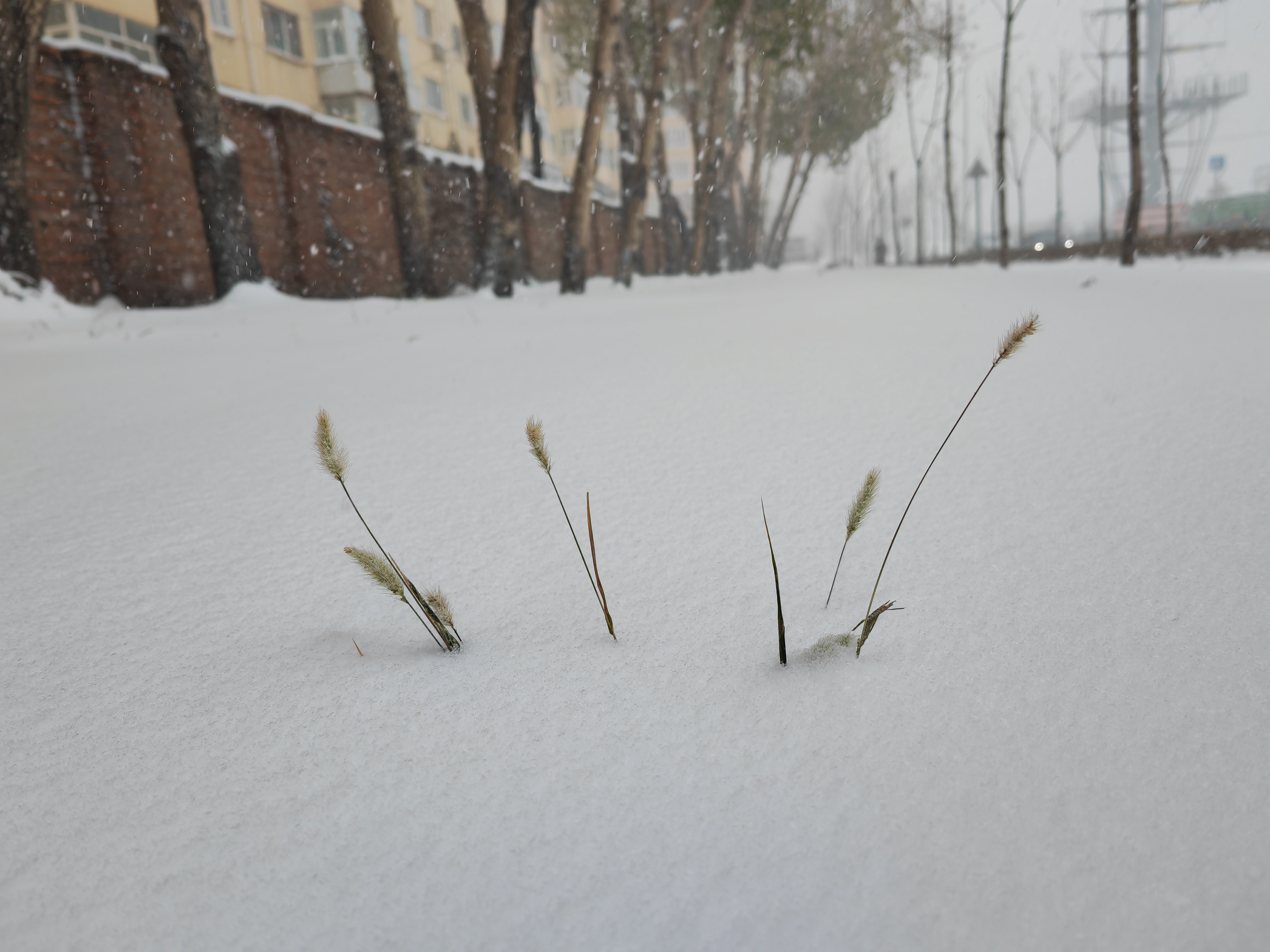 Vremea azi, 25 noiembrie. În sud și în sud-est o să ploua, dar în rest o să ningă