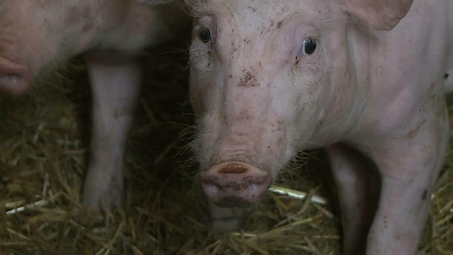 Crescătorii trebuie să aibă spații de dezinfectare la cocina porcilor, dacă vor să-i vândă. Ce mai prevede noua lege