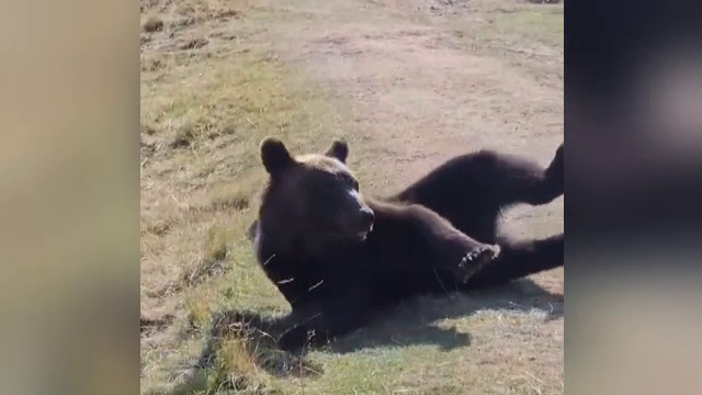 Proiectul de lege care dă liber la vânătoarea de urși bruni a trecut de Senat. Aproape 500 de animale vor putea fi împușcate