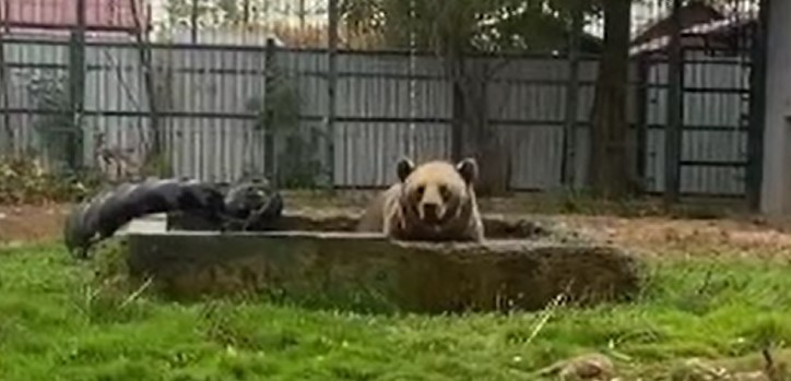 Devenit viral pe rețelele de socializare, ursul Baloo a oferit un nou spectacol de zile mari. Ce a făcut de această dată