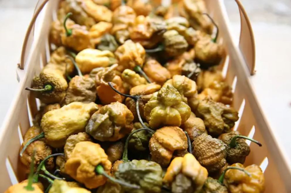 guinnessworldrecords.com