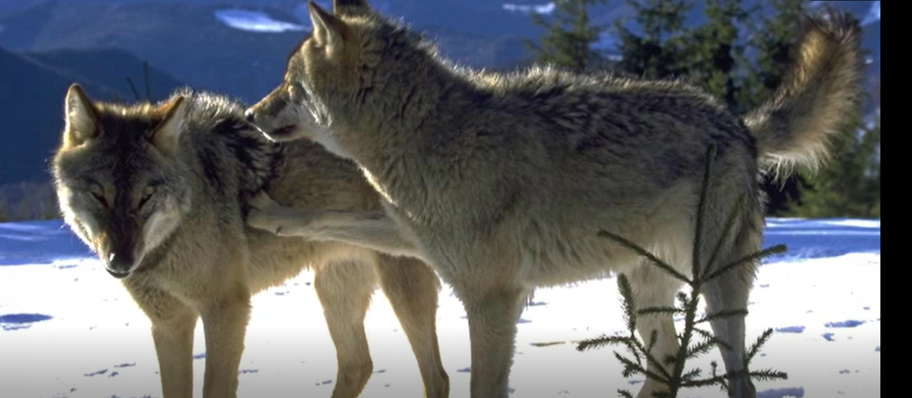 A fost identificat primul exemplar hibrid lup-câine din România. Ar putea însemna declinul speciei, spun experții