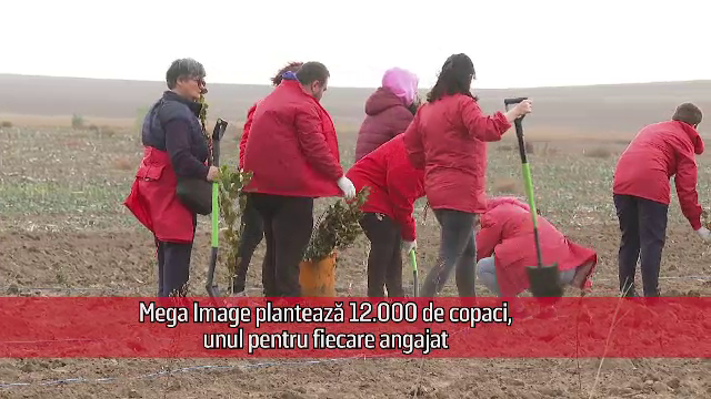 (P) Mega Image plantează 12.000 de copaci, câte unul pentru fiecare angajat