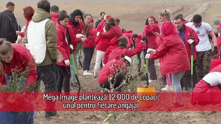 (P) Mega Image plantează 12.000 de copaci, câte unul pentru fiecare angajat