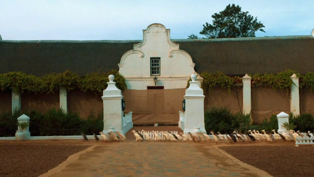 Misiune specială pentru 1.300 de rațe dintr-o podgorie din Africa de Sud. „Înlocuiesc pesticidele aproape 90%”