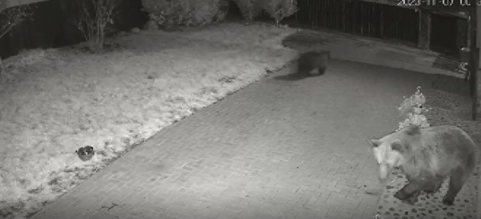 O familie din Mureș s-a trezit în curtea casei cu o ursoaică însoțită de puiul ei. Momentul, surprins de camere