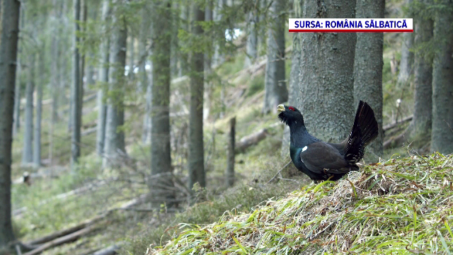 Ordin de ministru pentru împușcarea cocoșilor de munte, blocat de instanță. Statul insistă că superbele păsări trebuie ucise