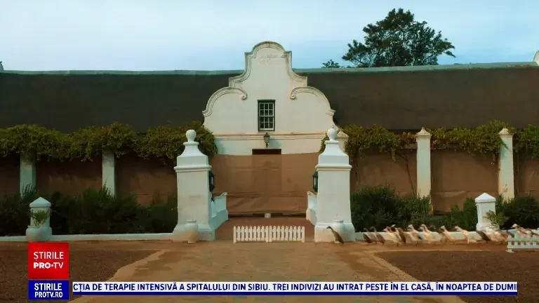 Misiune specială pentru 1.300 de rațe dintr-o podgorie din Africa de Sud. „Înlocuiesc pesticidele aproape 90%”