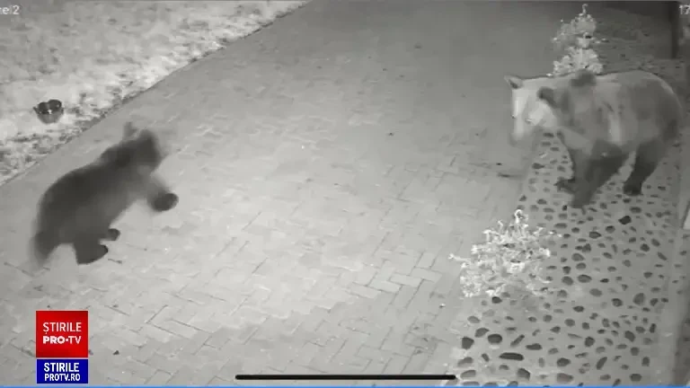 O familie din Mureș s-a trezit în curtea casei cu o ursoaică însoțită de puiul ei. Momentul, surprins de camere