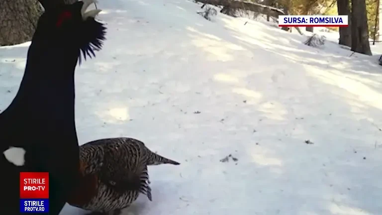 Ordin de ministru pentru împușcarea cocoșilor de munte, blocat de instanță. Statul insistă că superbele păsări trebuie ucise