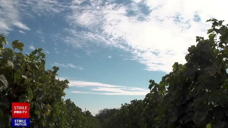 Din cauza extremelor climatice, producţia mondială de vin a scăzut la cel mai mic nivel din ultimii 60 de ani