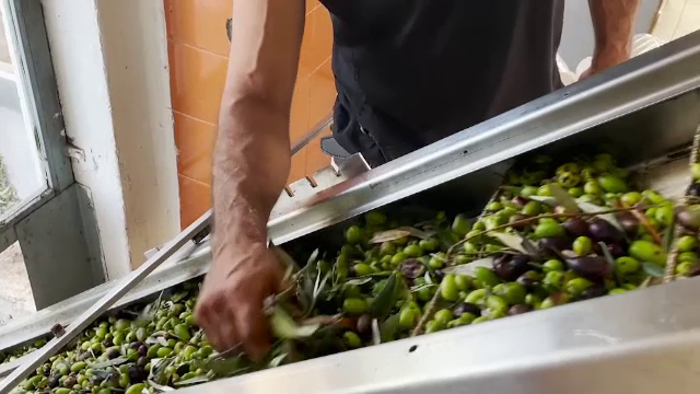 De ce s-a scumpit uleiul de măsline. Agricultorii cultivă mai puțin