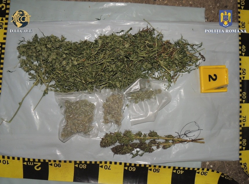Culturi de cannabis, descoperite de anchetatori în Harghita. Plantele erau crescute în solarii. Patru persoane, arestate