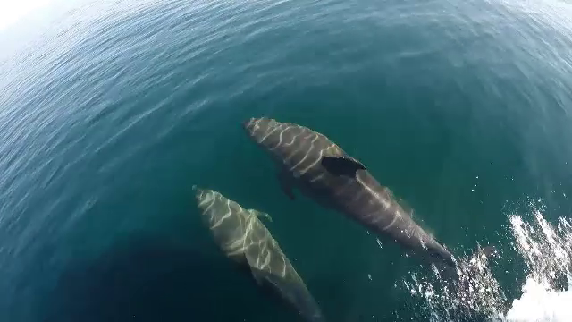 Spectacol unic pe final de toamnă pe litoral. Delfinii se apropie în număr mare de mal în căutare de hrană