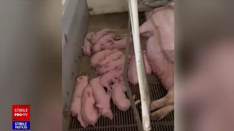 Crescătorii de porci îşi caută clienţi pe TikTok. Cât costă anul acesta un kilogram de carne