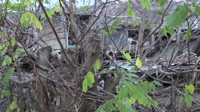 Un bărbat din Vaslui a omorât în chinuri groaznice pisica unei vecine. Apropiații îi găsesc scuze: „E bolnav cu inima”