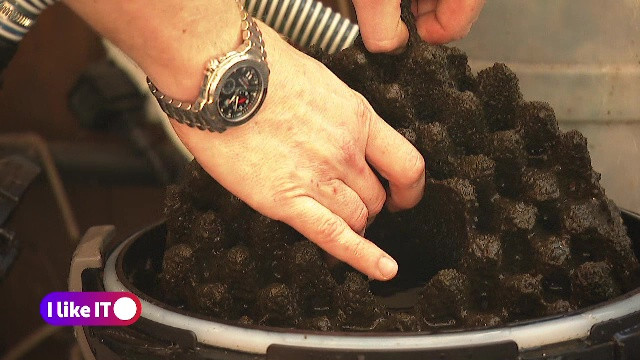 Aquaponic, tehnologia alimentară sustenabilă, va fi disponibilă și în România. Se cresc plante și pești