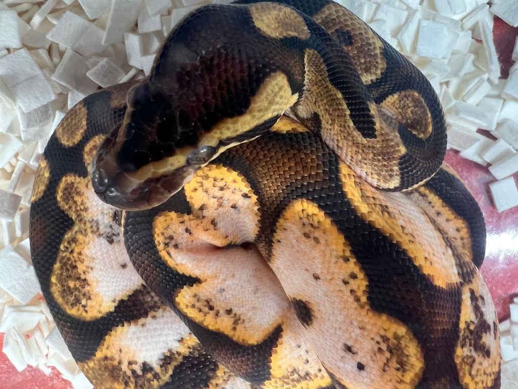 Șocul unor polițiști care au descoperit un șarpe tigrat de 2,5 metri într-un portbagaj. Erau în timpul unui control de rutină