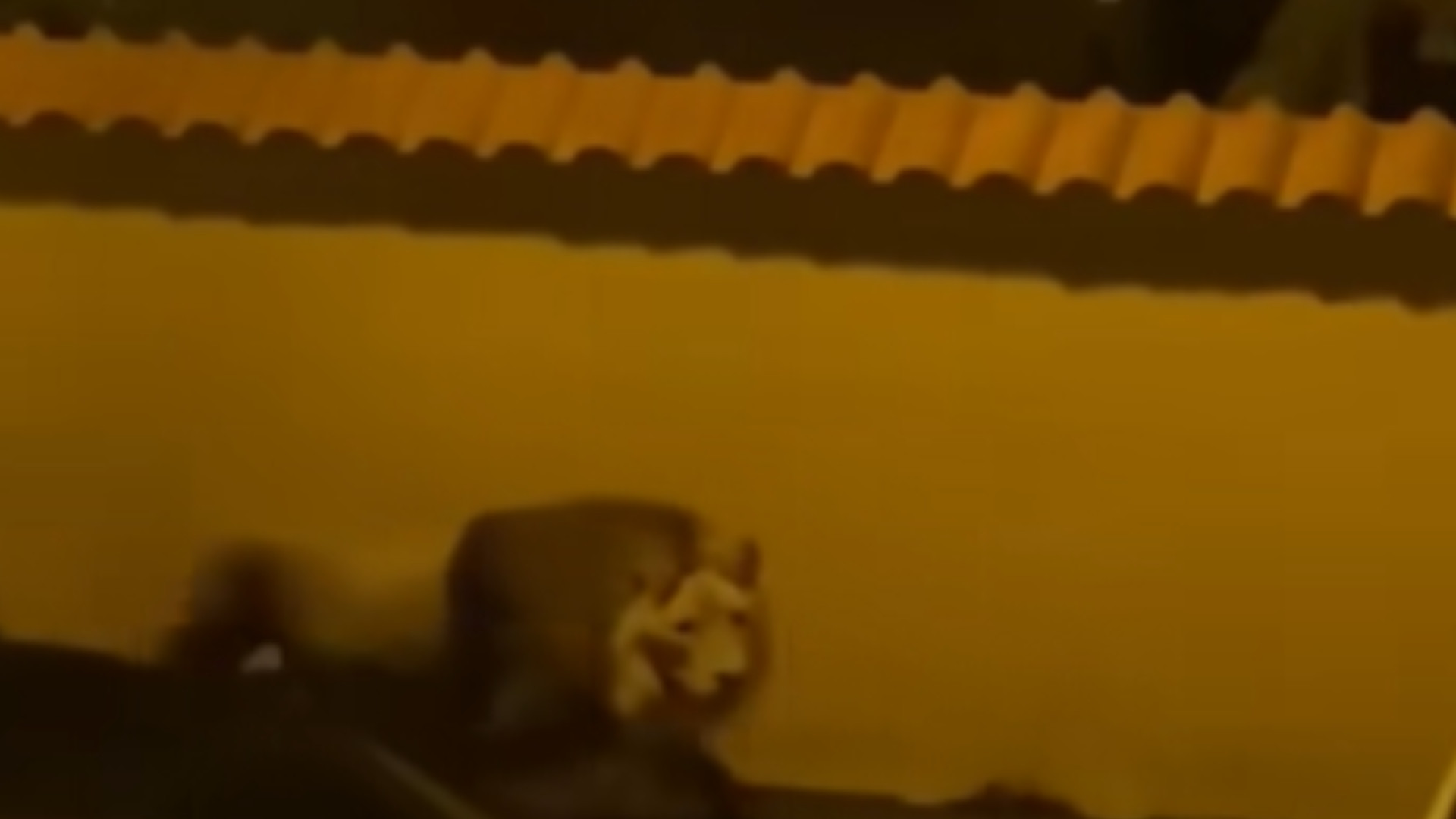 Panică pe străzile din Ladispoli, Italia. Un leu fugit de la circ a fost filmat cum se plimbă nestingherit | VIDEO