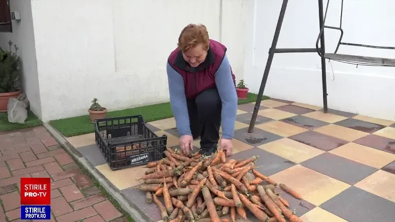 Morcovii românești, pe cale de dispariție. Fermierii nu au subvenții, program de susținere sau sisteme de irigații