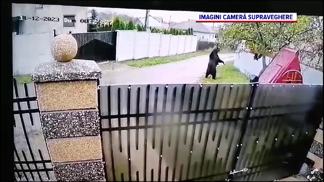Panică într-o comună din judeţul Iaşi după ce o ursoaică cu doi pui a încercat să intre într-un magazin