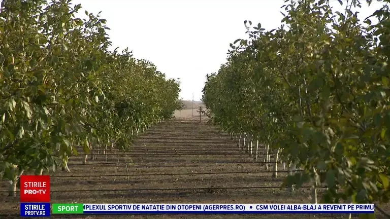 O tonă de miez de nucă se vinde de aproape 6 ori mai scump în România, comparativ cu alte țări europene