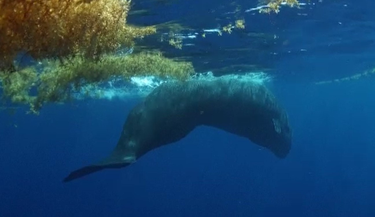 Cașaloții au acum un sanctuar. Unde se află rezervația care se întinde pe o suprafață de 800 de kilometri pătrați