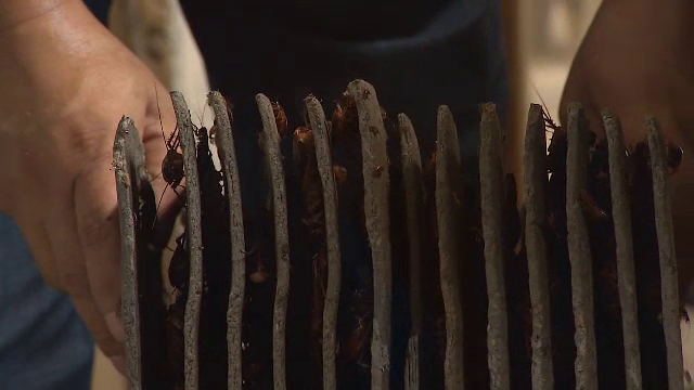 Experiment inedit al unei companii de dezinsecție din SUA. 2.500 de dolari pentru familia care acceptă în casă gândaci