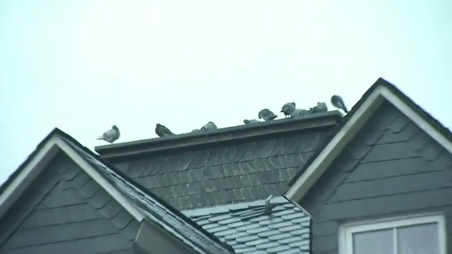 Războiul porumbeilor din Limburg. Revoltă în orașul german după o decizie controversată