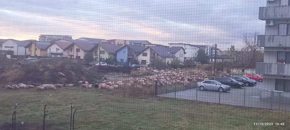 Un cioban a intrat cu turma de oi printre blocurile și vilele luxoase din comuna Giroc, în Timiș. VIDEO
