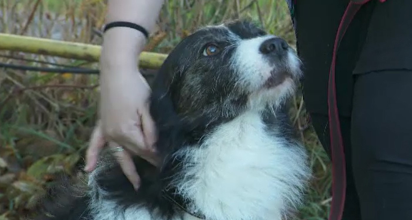 Miracol pentru Pedro, câinele care nu își mai putea folosi deloc picioarele din spate. Animalul merge și își caută stăpân