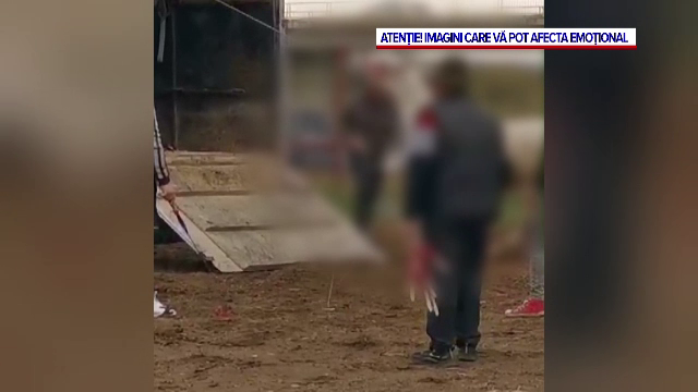 Bărbat din Suceava, filmat în timp ce agresa cu bestialitate un cal într-o piață