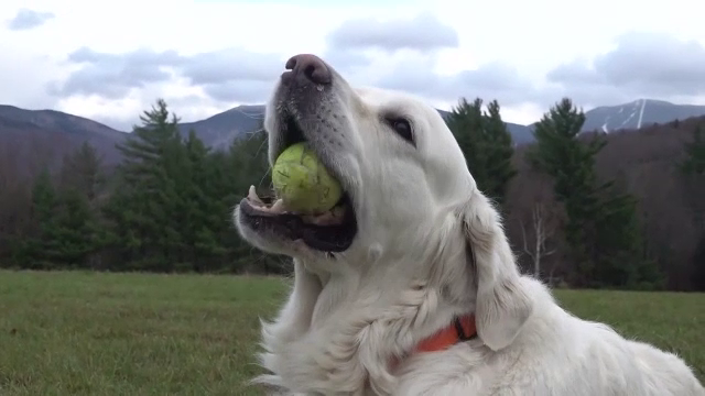Experiența unică în Vermont. Joacă și prietenie cu câini din rasa Golden Retriever