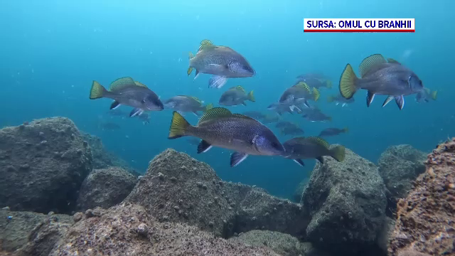 Au apărut specii noi de pești în Marea Neagră. 185 de specii identificate de biologii marini