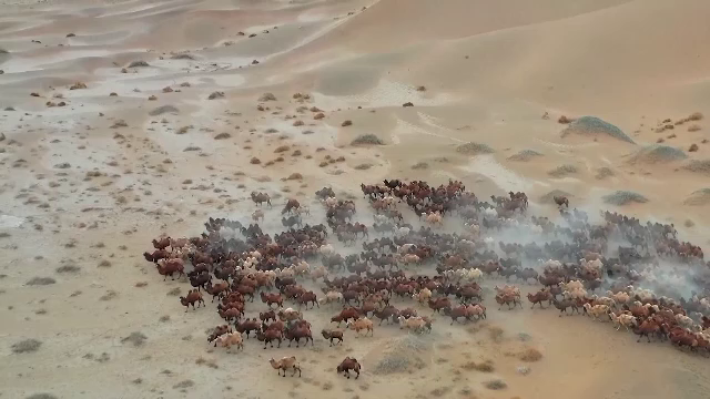 Spectacol de iarnă unic: Marea migrație a cămilelor în deșertul Chinei