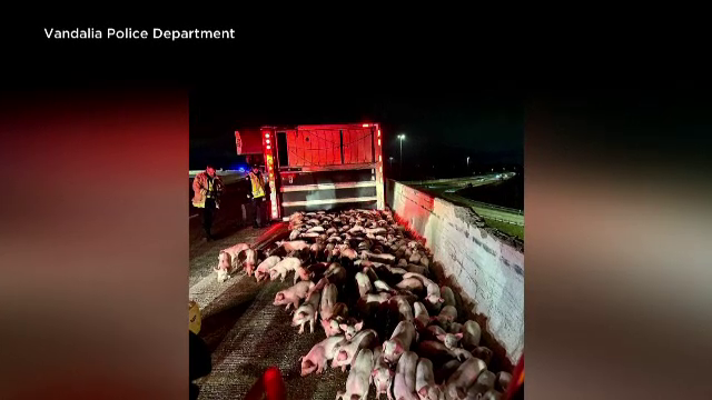 Motivul hilar pentru care s-a închis o autostradă din Statele Unite. Aproape 2.000 de purceluși au invadat șoseaua