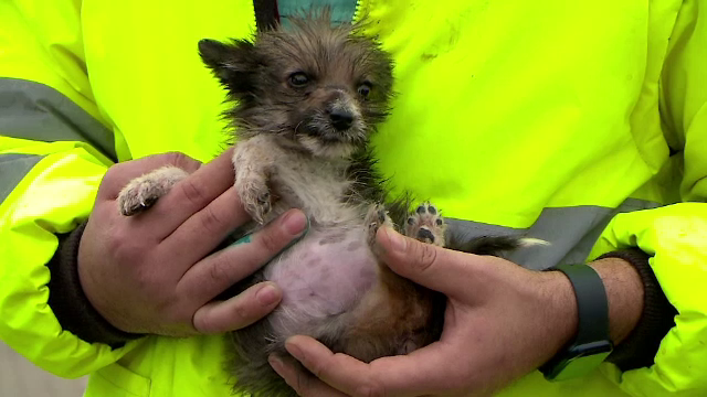 Supraviețuirea animalelor este pusă în pericol pe timp de iarnă. Adăposturile au nevoie de ajutor cu cheltuielile