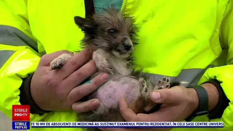 Supraviețuirea animalelor este pusă în pericol pe timp de iarnă. Adăposturile au nevoie de ajutor cu cheltuielile