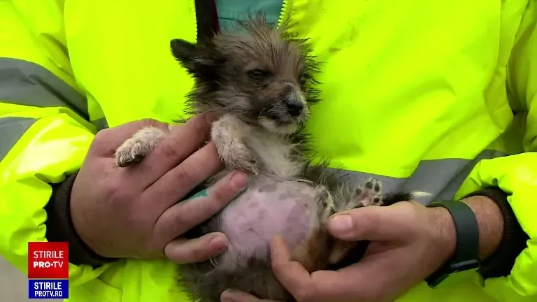 Supraviețuirea animalelor este pusă în pericol pe timp de iarnă. Adăposturile au nevoie de ajutor cu cheltuielile