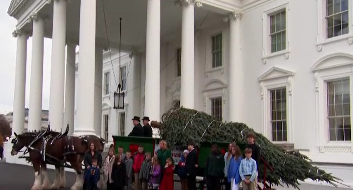 Surpriză pentru Joe Biden, chiar de ziua sa. Președintele SUA a primit un brad uriaș, care va fi împodobit la Casa Albă