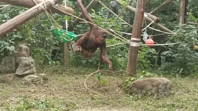 Spectacol inedit la o grădină zoologică din China. Un urangutan a cucerit inimile vizitatorilor hrănind mistreți