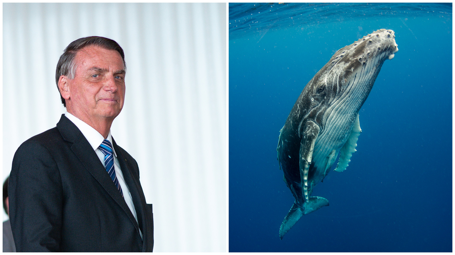 Bolsonaro, suspectat că a comis încă o nelegiuire. Este anchetat pentru că a „hărțuit” o balenă cu cocoașă