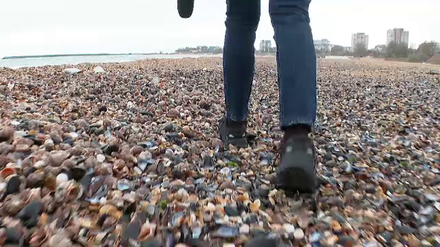 Plaja din Constanța, acoperită de scoici după furtuna violentă din weekend. De ce nu trebuie mâncate rapanele aduse la mal